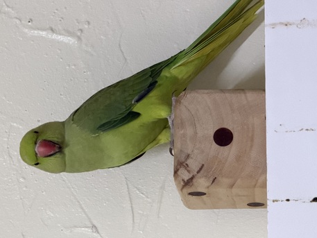 Khobar, Pet Supplies, SAR 200,  Green Parrot