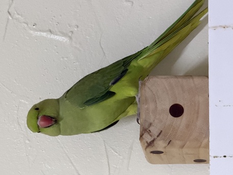 Khobar, Pet Supplies, SAR 200,  Green Parrot