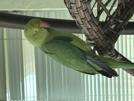 Khobar, Pet Supplies, SAR 200,  Green Parrot