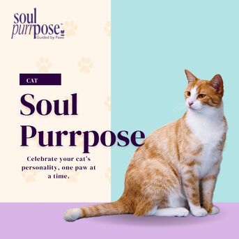 Bangalore, Food, Pamper Your Cat With Soul Purrpose &ndash; Gifts & Accessories!