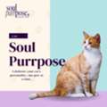 Pamper Your Cat With Soul Purrpose &ndash; Gifts & Accessories!