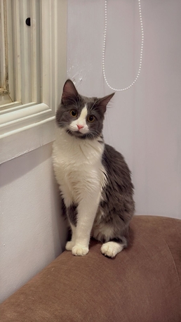 Riyadh, Pet Supplies, Cat Female For Adoption Urgently Free