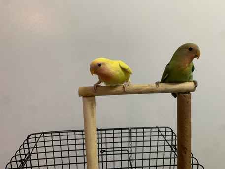Jubail, Pet Supplies, SAR 200,  Love Bird Pair