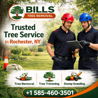 New York, Construction, Emergency Tree Removal In Rochester, NY: Trust Bills Tree For Fast And Reliable Service
