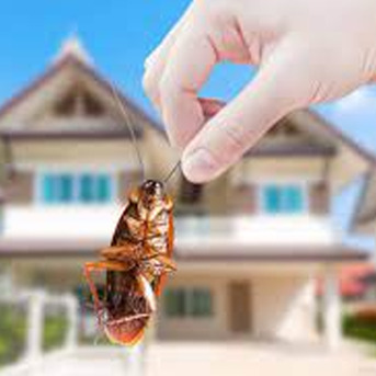 Arabian Ranches, Pest Control, Low Cost Villa Pest Control Arabian Ranches