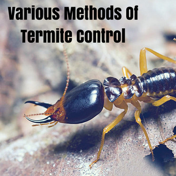 Arabian Ranches, Pest Control, Low Cost Villa Pest Control Arabian Ranches