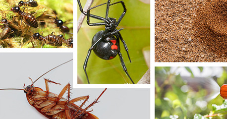 Arabian Ranches, Pest Control, Low Cost Villa Pest Control Arabian Ranches