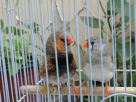 Olaya, Pet Supplies, SAR 200,  Zebra Finch(English Dutch Mixed)