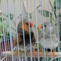 SAR 200,  Zebra Finch(English Dutch Mixed)