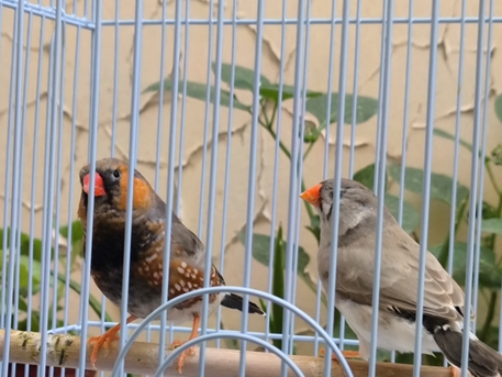 Olaya, Pet Supplies, SAR 200,  Zebra Finch(English Dutch Mixed)