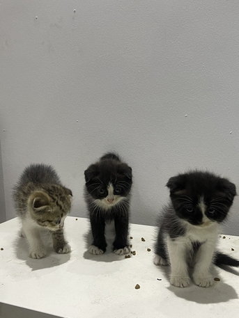 Al Marwah, Pet Supplies, SAR 600,  1 Tuxedo With 3 Kids