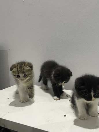 Al Marwah, Pet Supplies, SAR 600,  1 Tuxedo With 3 Kids