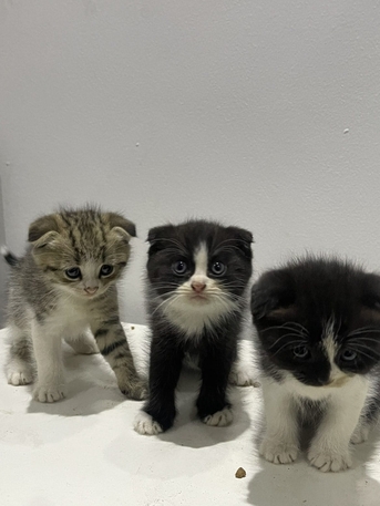 Al Marwah, Pet Supplies, SAR 600,  1 Tuxedo With 3 Kids