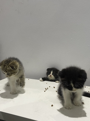 Al Marwah, Pet Supplies, SAR 600,  1 Tuxedo With 3 Kids