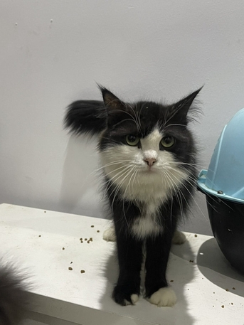 Al Marwah, Pet Supplies, SAR 600,  1 Tuxedo With 3 Kids