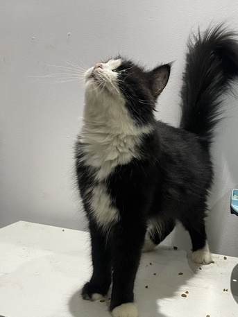 Al Marwah, Pet Supplies, SAR 600,  1 Tuxedo With 3 Kids