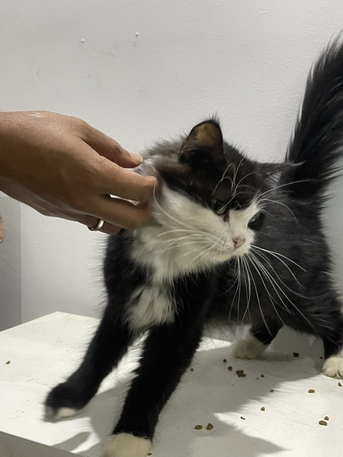 Al Marwah, Pet Supplies, SAR 600,  1 Tuxedo With 3 Kids