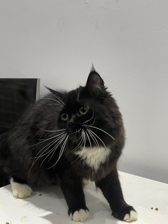 Al Marwah, Pet Supplies, SAR 600,  3 Kittens