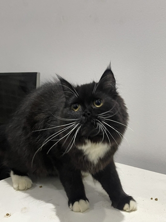 Al Marwah, Pet Supplies, SAR 600,  3 Kittens