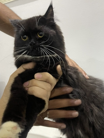 Al Marwah, Pet Supplies, SAR 600,  3 Kittens