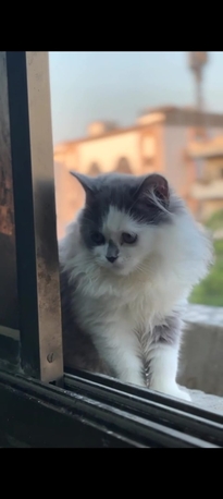 Al Marwah, Pet Supplies, SAR 600,  3 Kittens