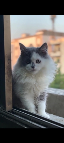 Al Marwah, Pet Supplies, SAR 600,  3 Kittens