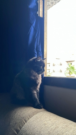 Al Marwah, Pet Supplies, SAR 600,  3 Kittens