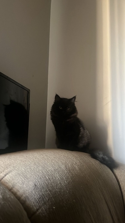 Al Marwah, Pet Supplies, SAR 600,  3 Kittens