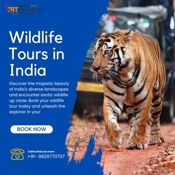 Jaipur, Travel, Explore The Wild Side With Wildlife Tours In India