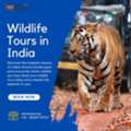 Explore The Wild Side With Wildlife Tours In India