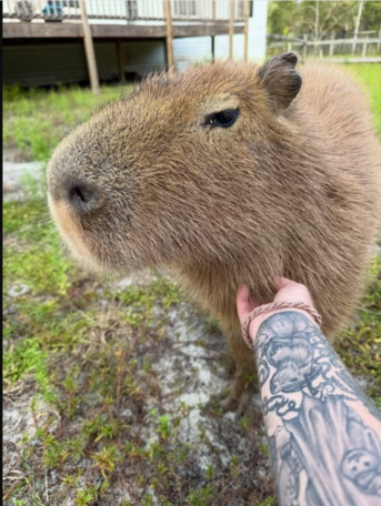 New York, Pet Supplies, USD 500,  Pet Capybara Ownership Guide & Ethical Capybara Breeder In Orlando, Florida