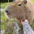 USD 500,  Pet Capybara Ownership Guide & Ethical Capybara Breeder In Orlando, Florida