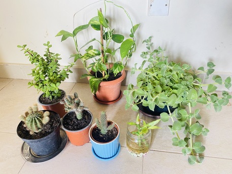 Juffair, Farm & Garden, BHD 4,  Mix Plants For Sale