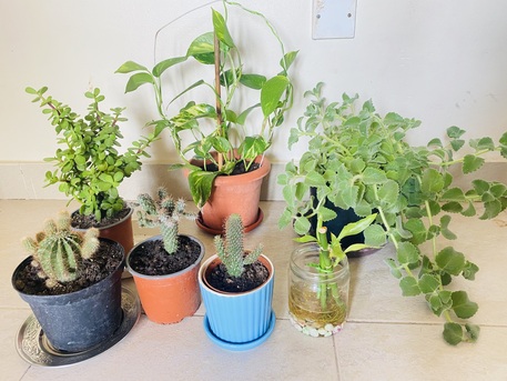 Juffair, Farm & Garden, BHD 4,  Mix Plants For Sale