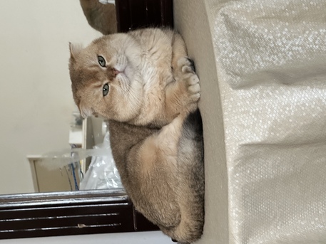 Riyadh, Pet Sitting, Cat Mating Service & Pet Onboard