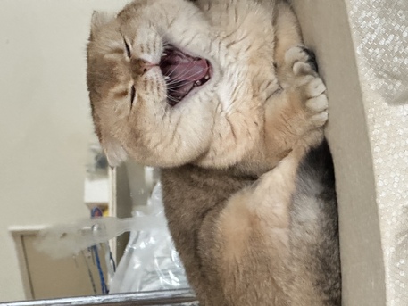 Riyadh, Pet Sitting, Cat Mating Service & Pet Onboard