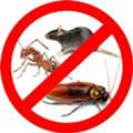 ✅✅✅ FULL FLAT PEST CONTROL KHOBAR COCKROACH & BED BUG COMPLETE SERVICE SAME DAY ✅✅✅