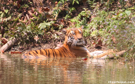 Kathmandu, Travel, 8-Days Mountain Delights Of Nepal