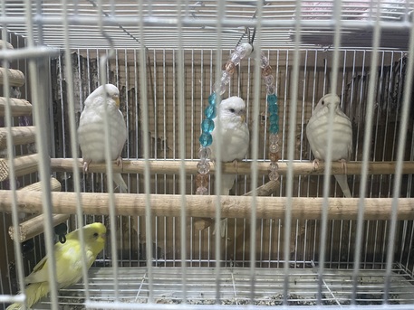 Dhahran, Pet Supplies, SAR 520,  BIRDS ALBINO BUDGIES ✨