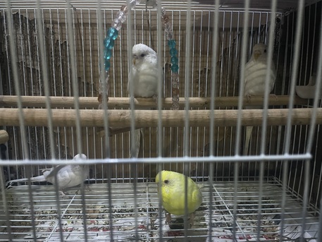 Dhahran, Pet Supplies, SAR 520,  BIRDS ALBINO BUDGIES ✨