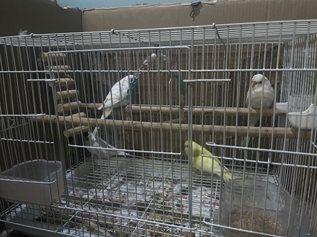 Dhahran, Pet Supplies, SAR 520,  BIRDS ALBINO BUDGIES ✨