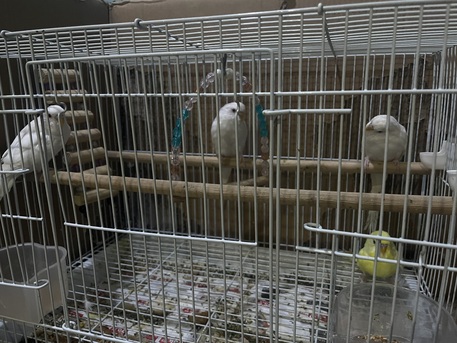Dhahran, Pet Supplies, SAR 520,  BIRDS ALBINO BUDGIES ✨