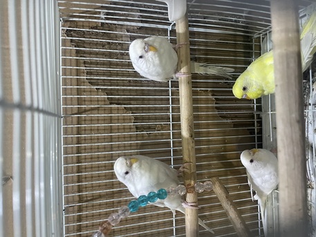 Dhahran, Pet Supplies, SAR 520,  BIRDS ALBINO BUDGIES ✨