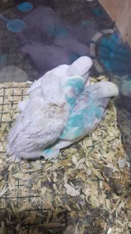 Dammam, Pet Adoption, Fischer Love Bird For Adoption
