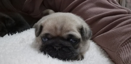 Manchester, Pet Supplies, GBP 800,  Pug Puppies