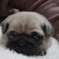 GBP 800, Pug Puppies