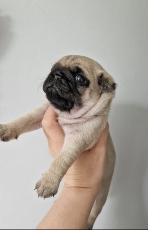 Manchester, Pet Supplies, GBP 800,  Pug Puppies