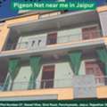 Affordable Pigeon Net Near Me In Jaipur Service