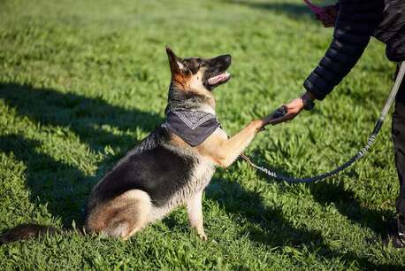 Punjab, Pet Sitting, Dog Trainer In Amritsar