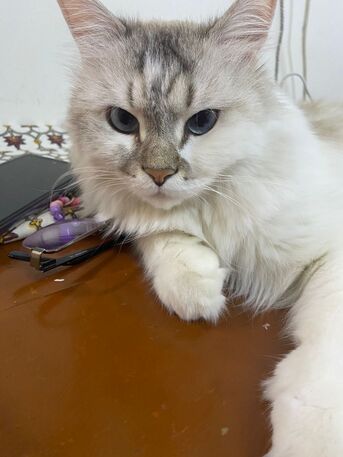 Dammam, Pet Adoption, Beautiful Cat For Free Adoption